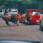 Viral! Singa Menabrak Mobil Toyota Yaris Merah di Kebun Binatang!