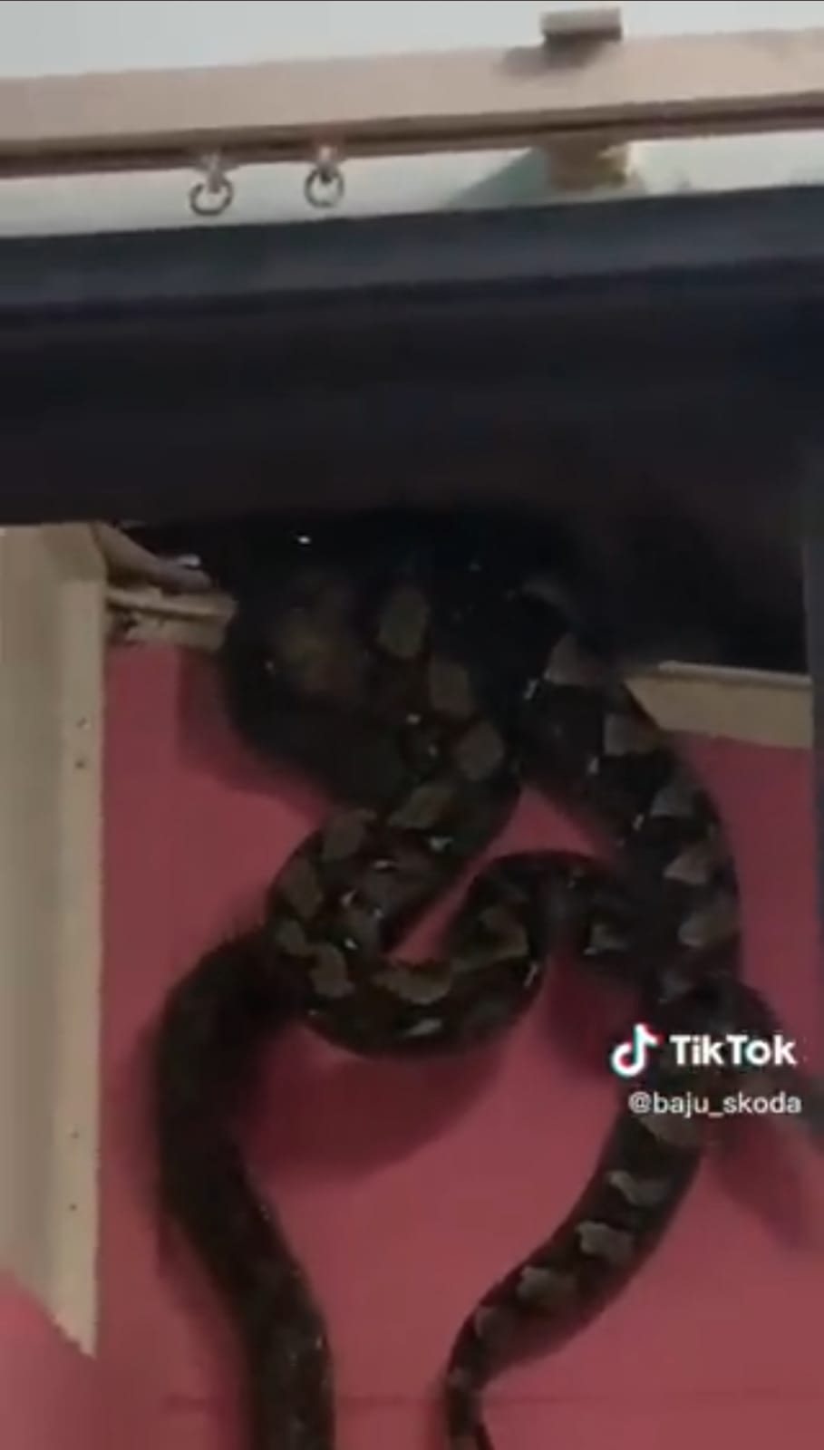 Viral Video Ular Piton di Atas Plafon Rumah!