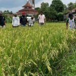 Hama Wereng Serang Pesawahan, Petani di Kecamatan Tanjungsari Terancam Gagal Panen