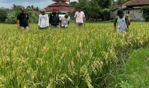 Hama Wereng Serang Pesawahan, Petani di Kecamatan Tanjungsari Terancam Gagal Panen