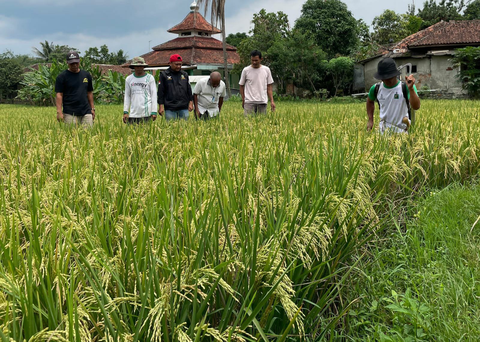 Hama Wereng Serang Pesawahan, Petani di Kecamatan Tanjungsari Terancam Gagal Panen