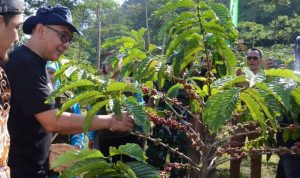 Kabupaten Bogor Jadi Salah Satu Produsen Kopi Robusta Terbesar di Jabar