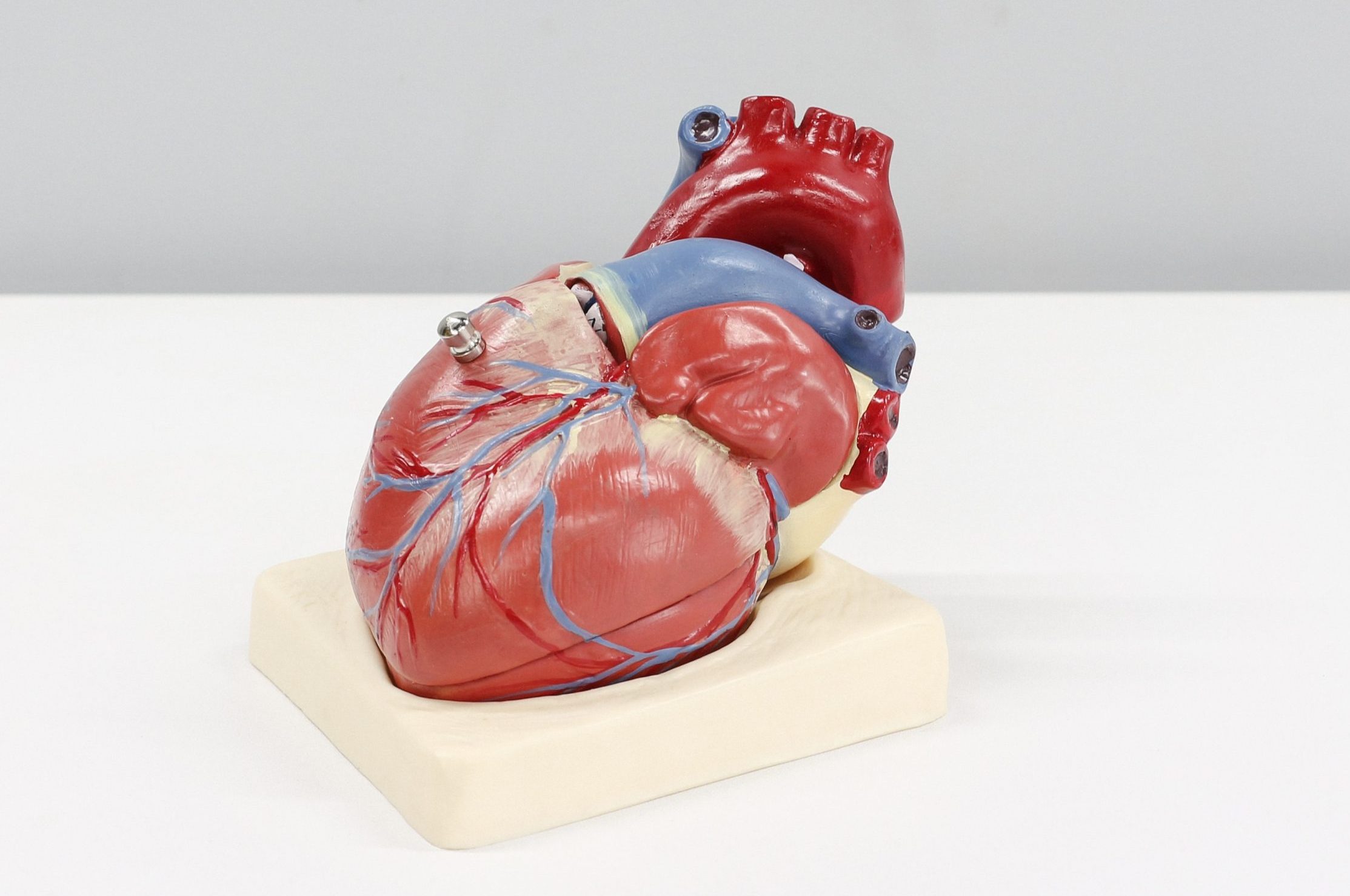 harga organ jantung