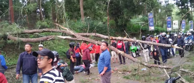 Pohon pinus menimpa seorang pengendara di Cikole Lembang. Korban tewas di TKP. (istimewa)