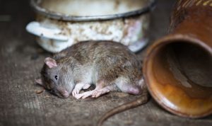 Cara mengusir tikus dari dalam rumah agar terhindar dari Leptospirosis. (pixabay)