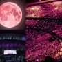 Bulan Berwarna Pink Menyambut BLACKPINK BORN PINK WORLD TOUR di Philippine Arena