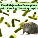 Mengenal Leptospirosis, Penyakit yang Membuat 9 Warga Jawa Timur Meninggal Dunia