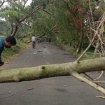 Pohon tumbang di Jl. Terusan Sekejati, Kota Bandung. Sabtu (25/3). Foto. Sandi Nugraha.