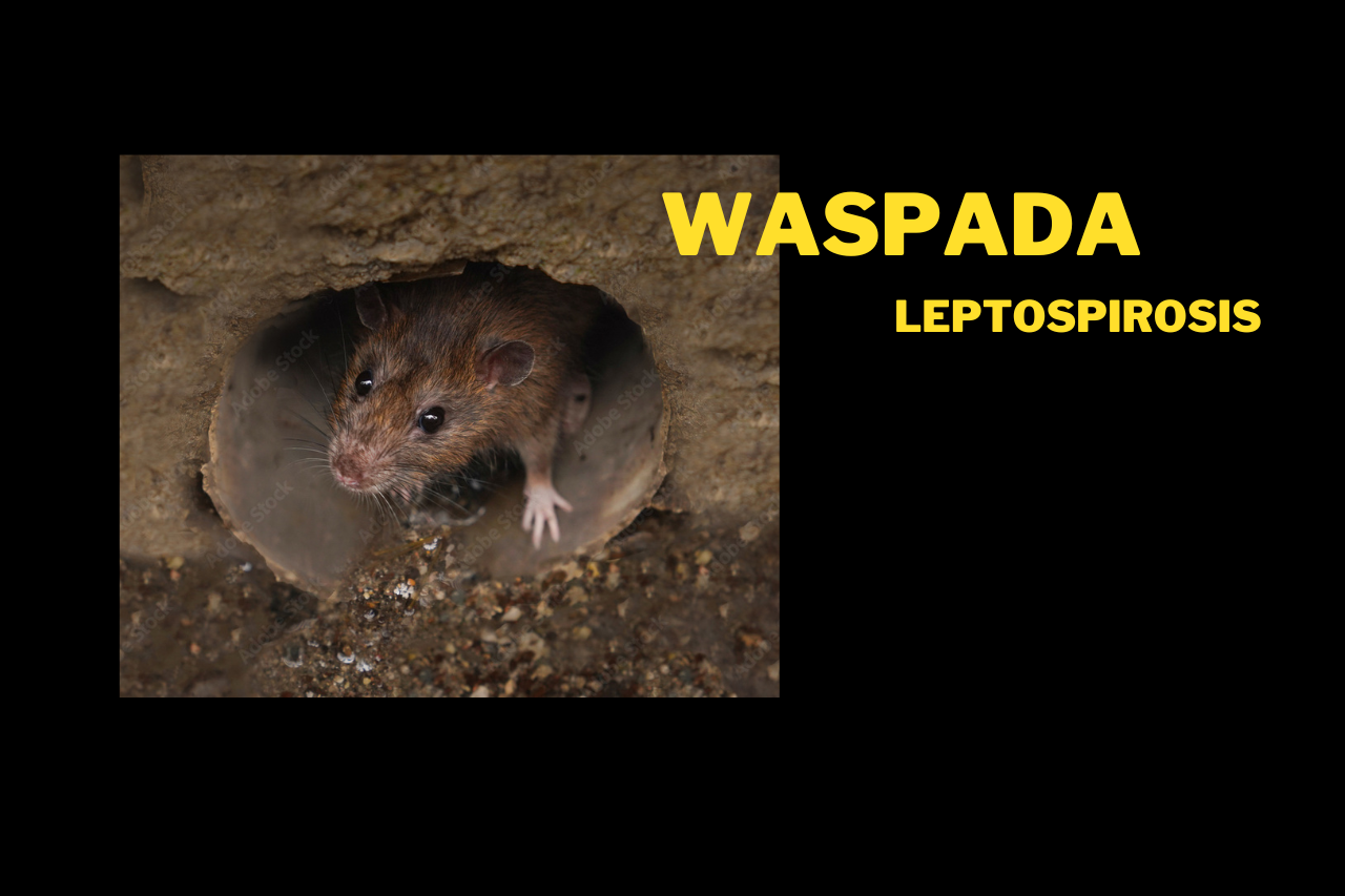 Waspada Penyakit Leptospirosis Pada Saat Musim Penghujan!