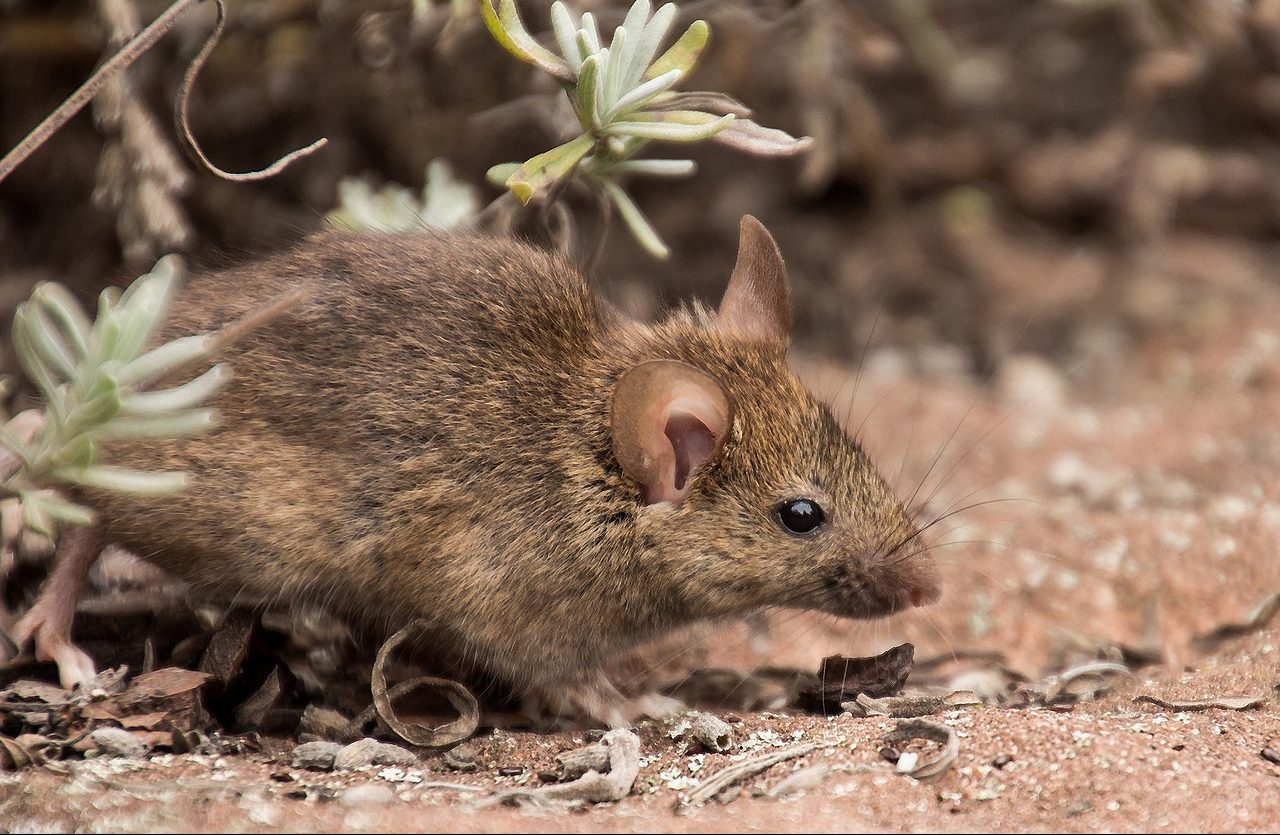Apa Itu Leptospirosis? Wabah Kencing Tikus yang Sedang Melanda Warga Jatim