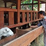 INTEGRASI: Pegawai Sein Farm Kota Bandung saat melihat kondisi kambing. Kawasan itu memadukan kegiatan peternakan dan pertanian. (HENDRIK MUCHLISON/JABAR EKSPRES)