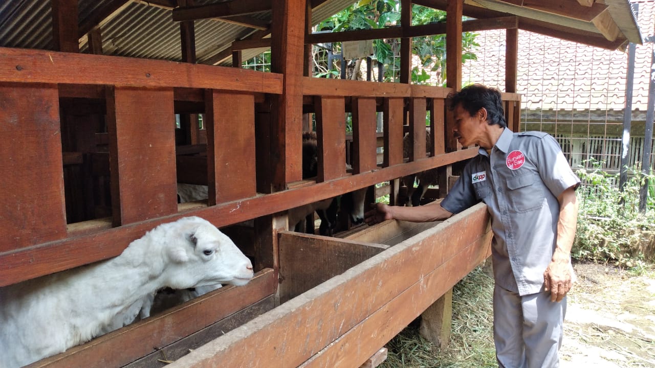 INTEGRASI: Pegawai Sein Farm Kota Bandung saat melihat kondisi kambing. Kawasan itu memadukan kegiatan peternakan dan pertanian. (HENDRIK MUCHLISON/JABAR EKSPRES)