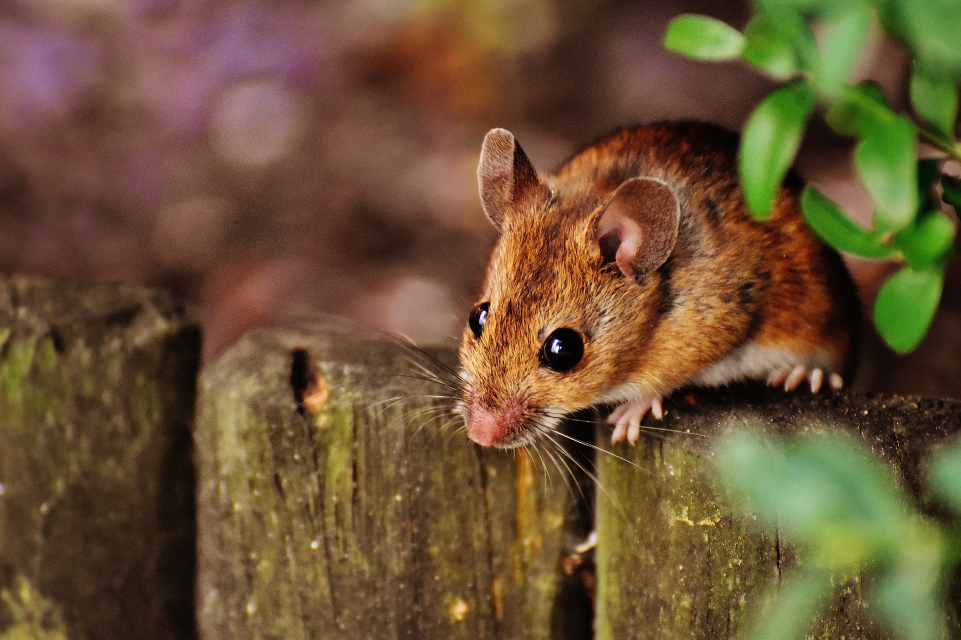 Penyakit Leptospirosis ditularkan dari kencing tikus/Pixabay/ Alexas_Fotos
