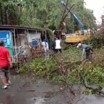 Pohon besar di Kembang Sepatu Bandung tumbang setelah diterjang hujan lebat dan angin kencang, Jumat (10/3). (Sandi Nugraha/Jabar Ekspres)
