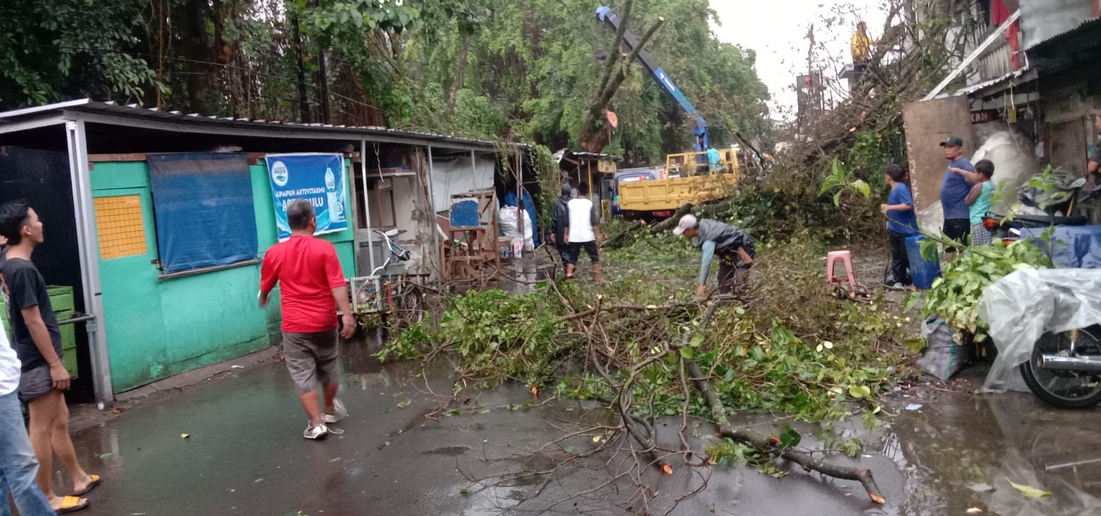 Pohon besar di Kembang Sepatu Bandung tumbang setelah diterjang hujan lebat dan angin kencang, Jumat (10/3). (Sandi Nugraha/Jabar Ekspres)