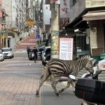 Seekor Zebra Melarikan Diri dari Kebun Binatang dan Berkeliaran di Seoul