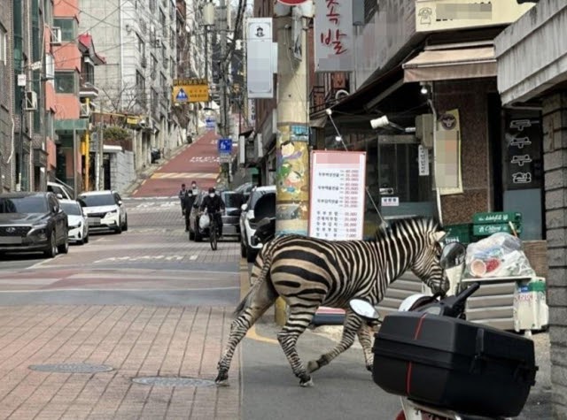 Seekor Zebra Melarikan Diri dari Kebun Binatang dan Berkeliaran di Seoul