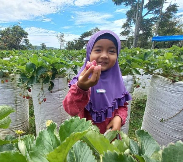 Alternative Tourism Picking Strawberries in Agam Regency
