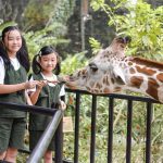 Sambut Libur Lebaran, Bandung Zoo Hadirkan Fasilitas Baru