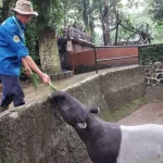 Cerita Narman, Zoo Keeper Bandung Zoo. Merawat Tapir Seperti Anak Sendiri