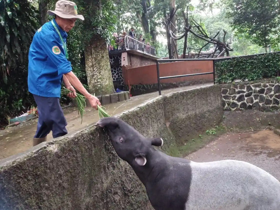 Cerita Narman, Zoo Keeper Bandung Zoo. Merawat Tapir Seperti Anak Sendiri