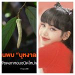 Ditemukan Bunga Langka di Thailand, Peneliti Memberi Nama Lisa BLACKPINK