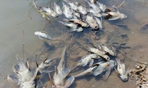 Ribuan ikan mati terkena limbah B3 di sungai Cileungsi, Kabupaten Bogor. Foto: doc KP2C