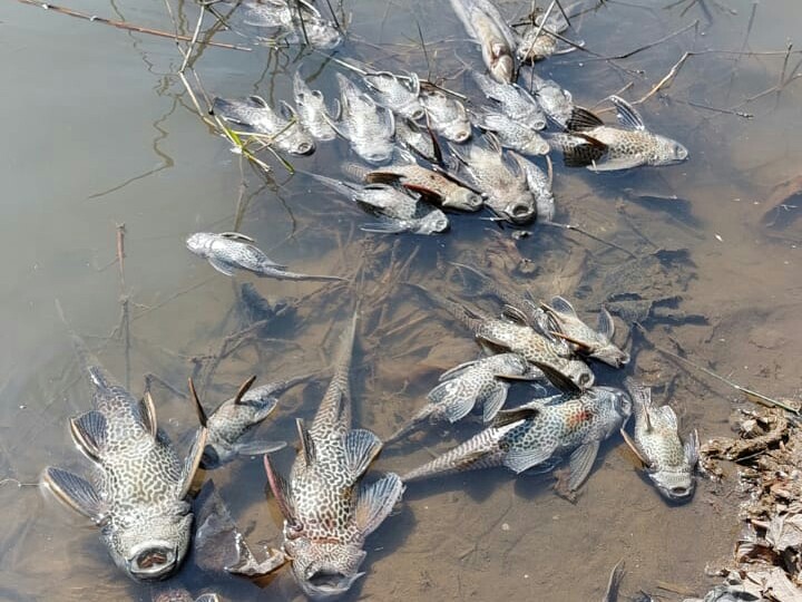 Ribuan ikan mati terkena limbah B3 di sungai Cileungsi, Kabupaten Bogor. Foto: doc KP2C