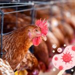 World's First Death Case From H3N8 Bird Flu in Guangdong Province, China
