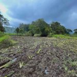 BERANTAKAN: Lahan tanaman Edelweis Rawa tempak rusak akibat dari para peserta lomba trail yang melalui kawasan lindung tersebut. Perhutani diminta bentuk regulasi tegas. (DOK/JABAR EKSPRES)