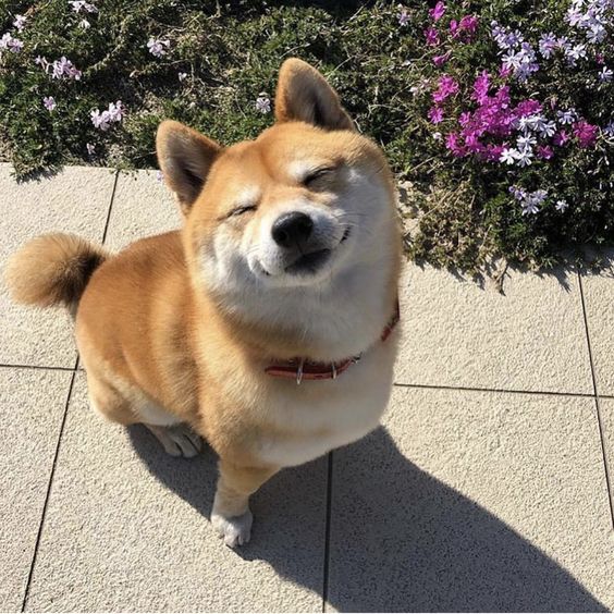Mengenal Shiba Inu, Anjing yang Menjadi Pengganti Logo Twitter