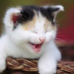 Baru Punya Kucing? Ini Tips dan Trik Untuk Merawat Kucing Supaya Tetap Sehat