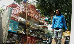 PENJUAL PAKAN BURUNG TURUT MERUGI Pedagang pakan hewan merapikan dagangannya di Pasar Burung Jalan Sukahaji, Kota Bandung, Senin (29/5).Selaras dengan menurunnya pendapatan penjual burung. Penjual pakan mengeluhkan harga dari pabrik yang naik, sehingga harus menaikan harga di pasar dan berimbas pada menurunnya pembeli. Pendapatan pun menurun hingga 50 persen. (Muslim Pnadu/Jabarekspres.id)