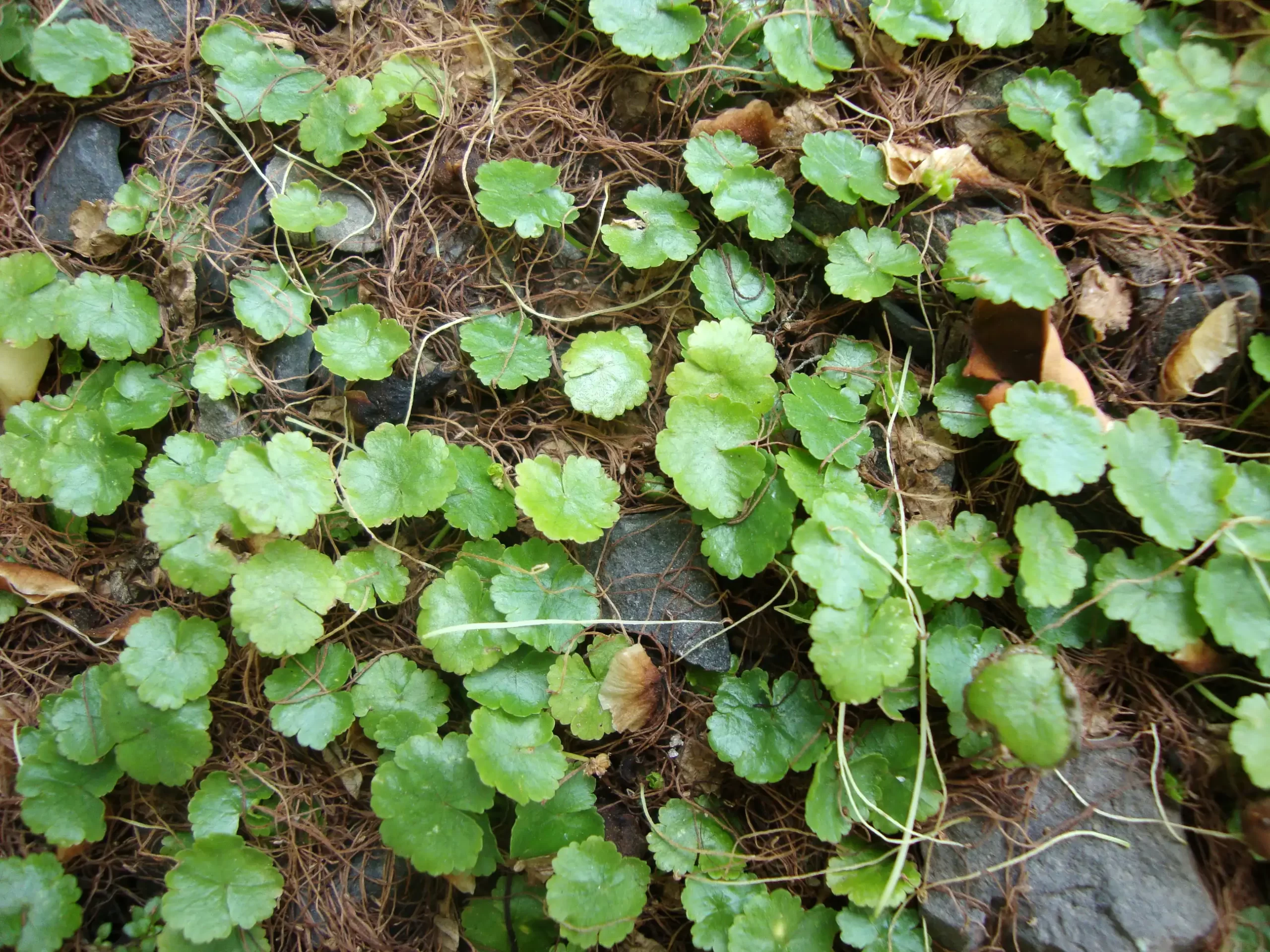 Hydrocotyle