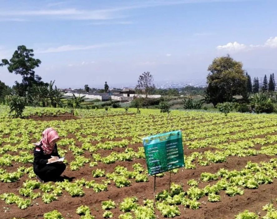 Dok. Antisipasi El Nino, DKPP lakukan pengamatan lahan holtikultura di Kecamatan Parongpong, Kabupaten Bandung Barat. Rabu (24/23). Foto Jabarekspres