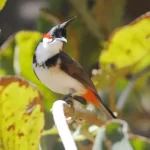 Tips Memelihara dan Rekomendasi Makanan Burung Kutilang Agar Tumbuh Sehat