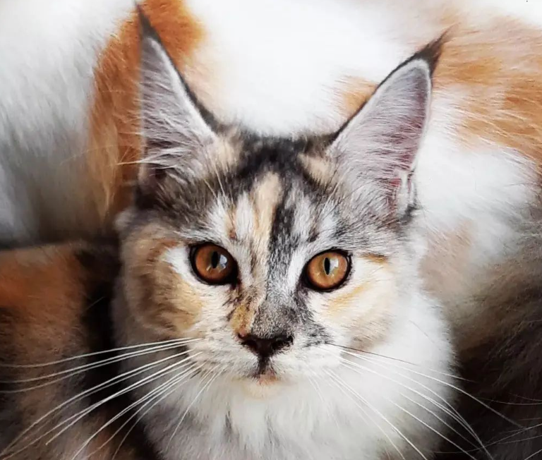 Inilah Jenis Kucing di Dunia, Nomor 6 Tanpa Bulu!
