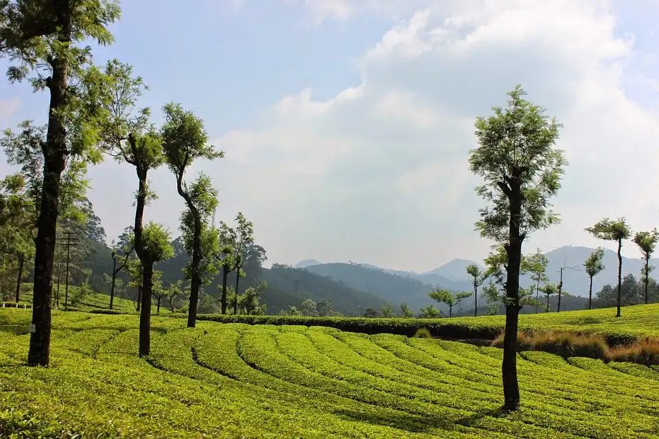 Stock Foto Menipis Tempat Kebun Teh yang Instagramable di Bandung!