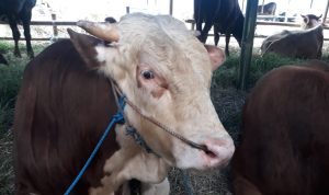 Satu di antaranya sapi yang dijual para pedagang hewan qurban, di kawasan bypass Soekarno-Hattta, Kota Bandung. (Mufti/Jabarekspres)