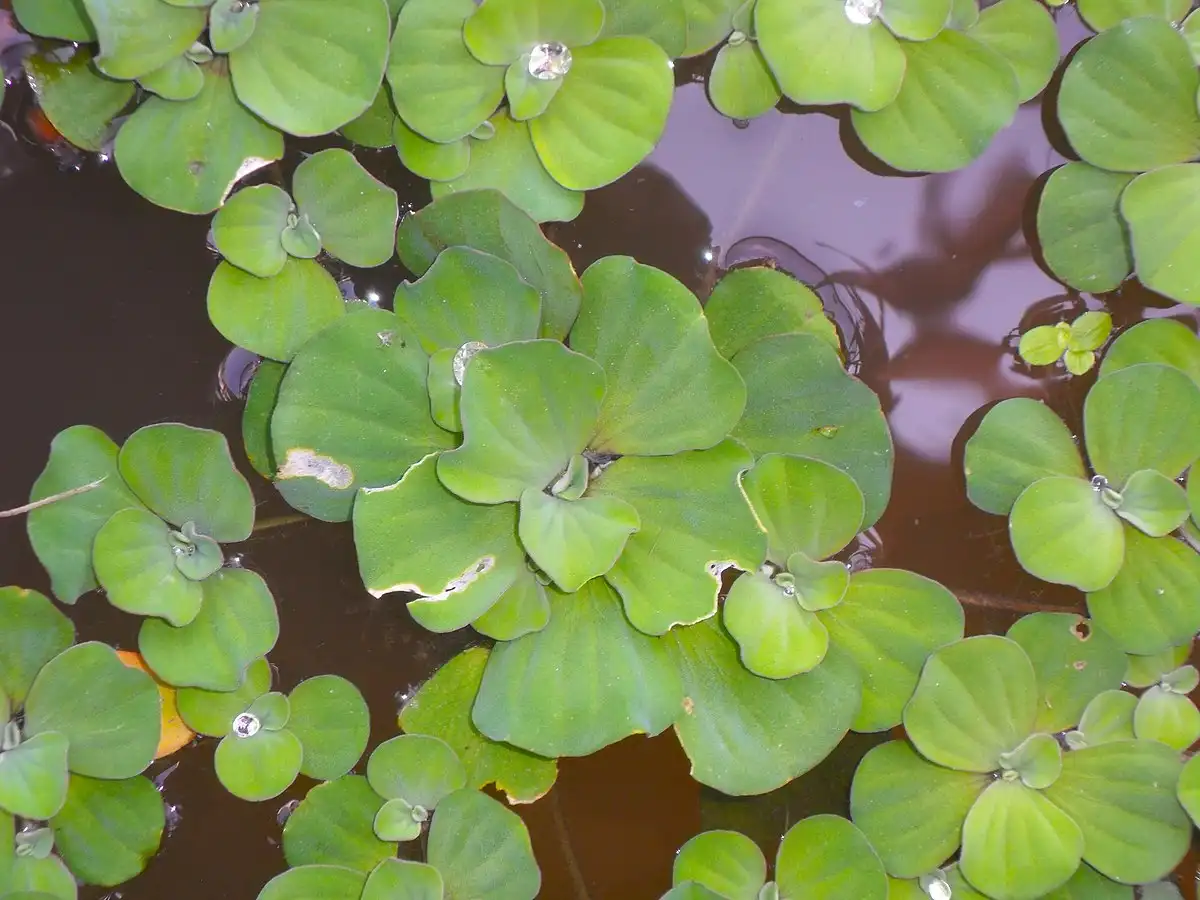 Pistia Stratiotes