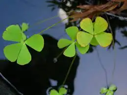 Marsilea Hirsuta