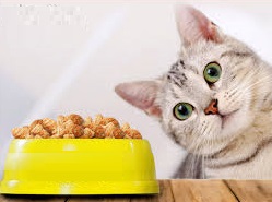 makanan kucing yang bagus untuk bulu dan gemuk
