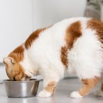 5 Makanan Kucing Terbaik dan Berkualitas Tinggi