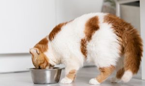 5 Makanan Kucing Terbaik dan Berkualitas Tinggi