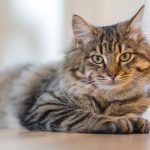 Pencinta Kucing Harus Paham Ciri-ciri dan Penyebab Kucing Rabies