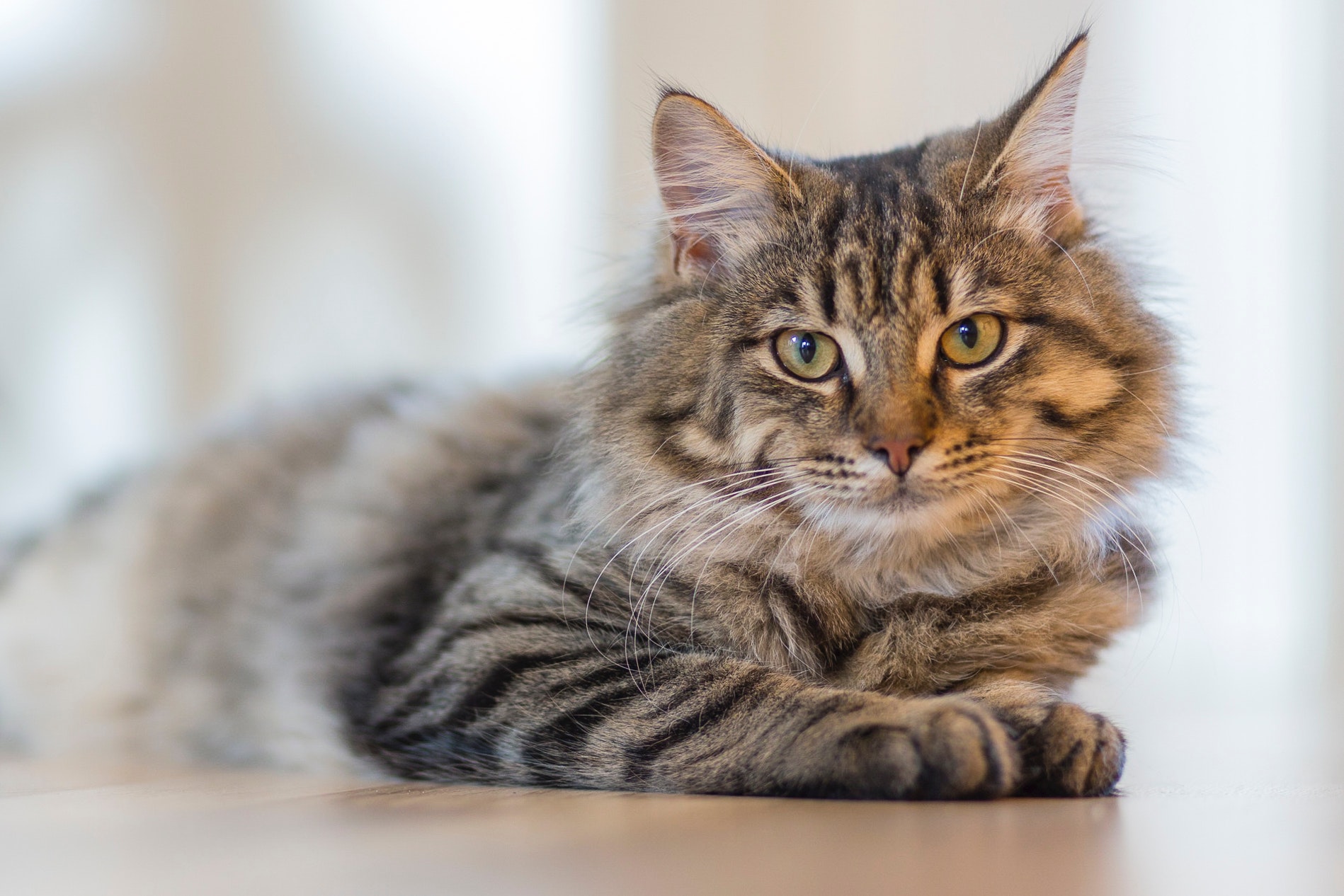 Pencinta Kucing Harus Paham Ciri-ciri dan Penyebab Kucing Rabies