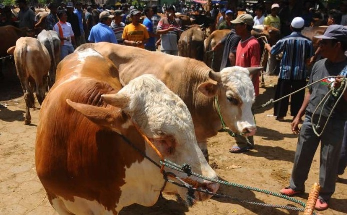 Hukum patungan qurban dan aturannya.