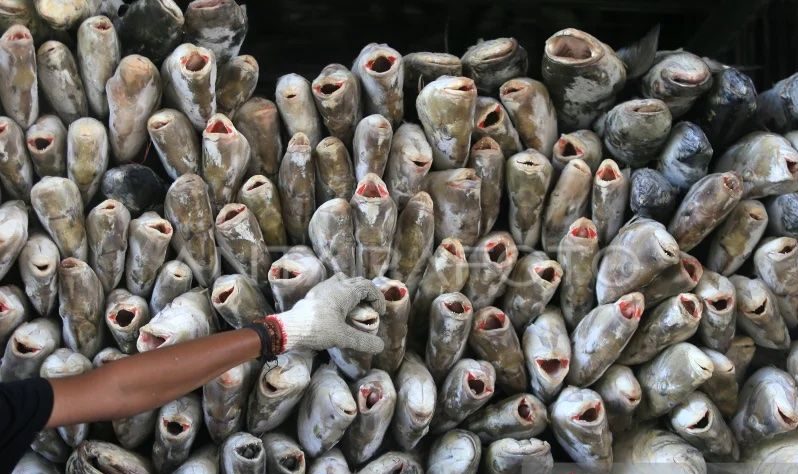 Academics Say RI Fisheries Sector has High Bargaining Value in ASEAN