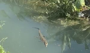 Banjarbaru Utara Police Secure a Crocodile in the River