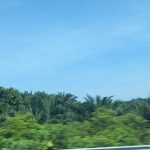 DLHK Riau Plants 1.000 Tree Seedlings in Kuantan Singingi